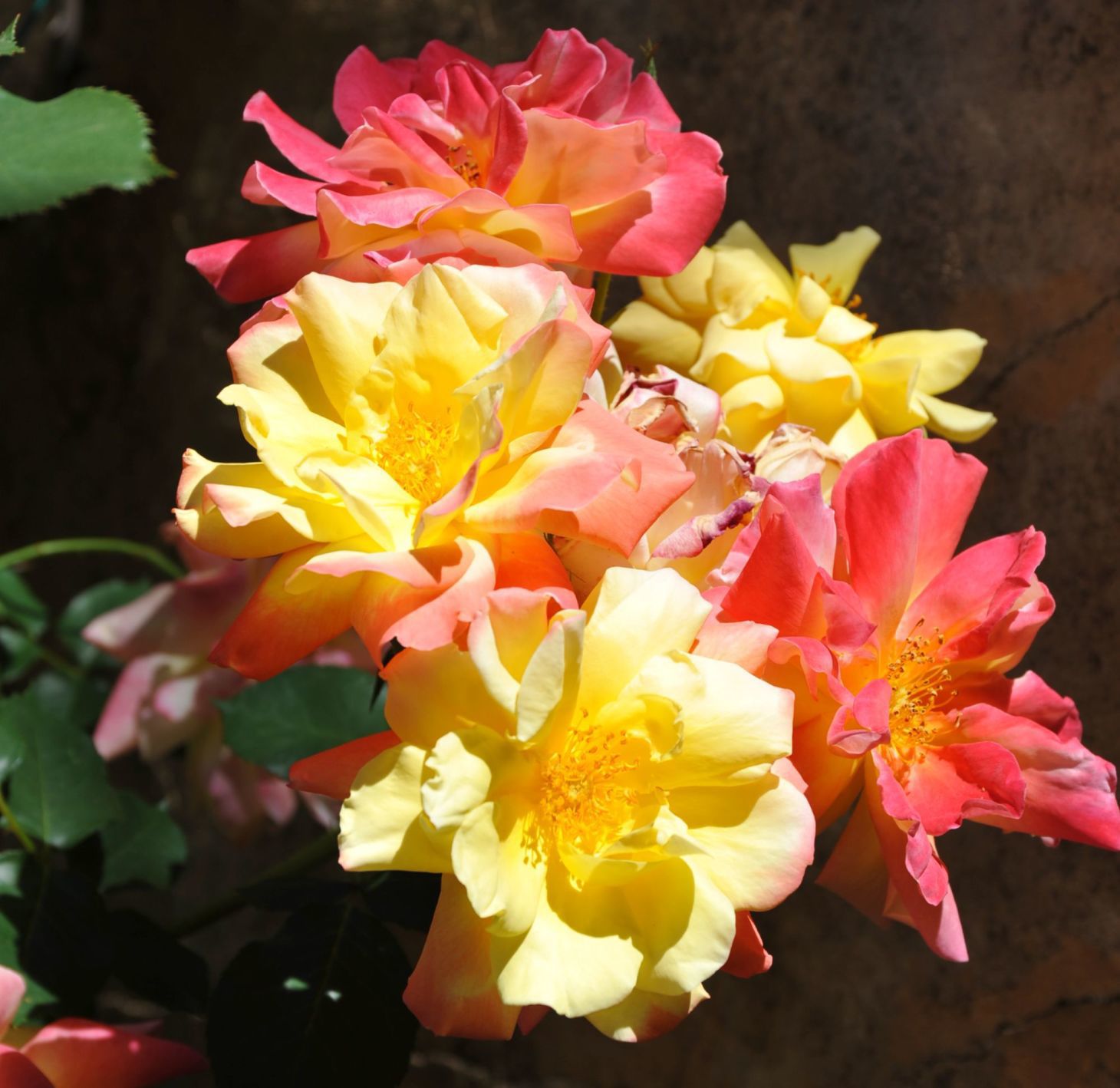Yellow and coral roses
